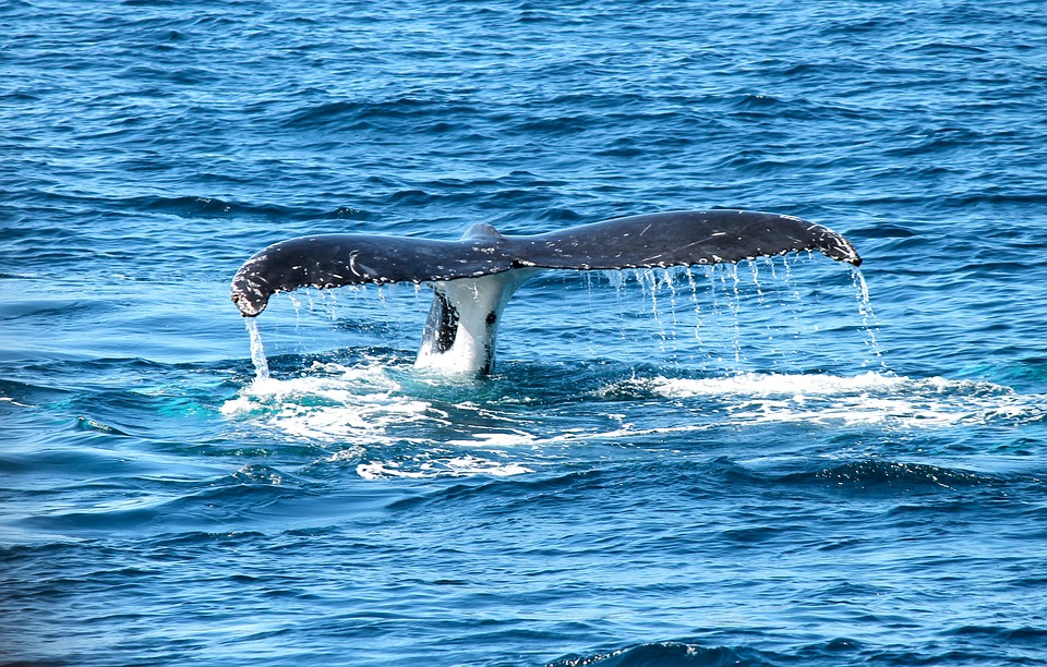 Whale Watching Trip