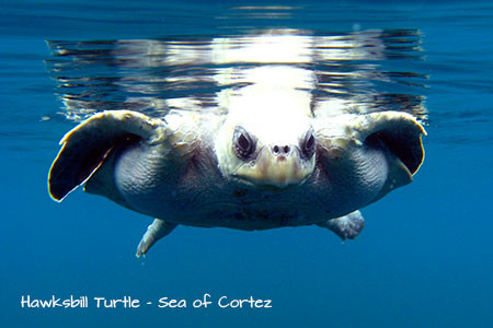 Turtle in Cabo Scuba
