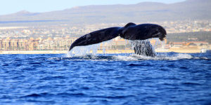 Whale watching in Cabo